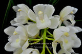 Pendulous Cymbidium Sarah Jean 'Ice Cascade' - Orchid Design