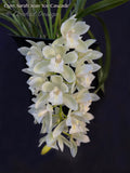 Pendulous Cymbidium Sarah Jean 'Ice Cascade' - Orchid Design