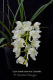 Pendulous Cymbidium Sarah Jean 'Ice Cascade' - Orchid Design