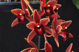 Cymbidium Tuffet 'Cathy' – Pendulous - Orchid Design