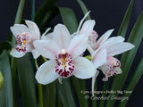 Cymbidium (Alegra x Dolly) 'Big Time'