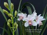 Cymbidium (Alegra x Dolly) 'Big Time'