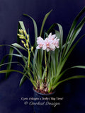 Cymbidium (Alegra x Dolly) 'Big Time'