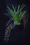 Cymbidium Little Black Sambo 'Cinnabar' – Floriferous, Fragrant! - Orchid Design