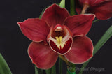 Red Cymbidium (Madrona x Lady Spring) 'German' – Lovely! - Orchid Design