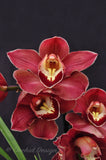 Red Cymbidium (Madrona x Lady Spring) 'German' – Lovely! - Orchid Design