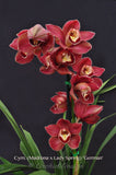 Red Cymbidium (Madrona x Lady Spring) 'German' – Lovely! - Orchid Design