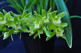 Cymbidium (floribundum x Yamanashi Liberty) Splash & Variegated - Orchid Design