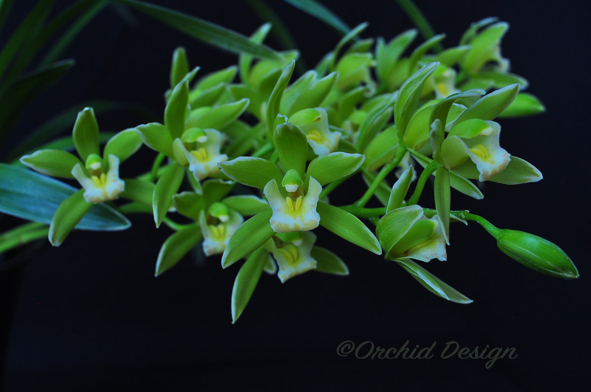 Cymbidium (floribundum x Yamanashi Liberty) Splash
