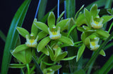 Cymbidium (floribundum x Yamanashi Liberty) Splash & Variegated - Orchid Design