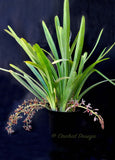 Cymbidium aloifolium var. simulans – Cascading, Fragrant - Orchid Design