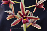 Cymbidium aloifolium var. simulans – Cascading, Fragrant - Orchid Design