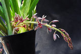 Cymbidium aloifolium var. simulans – Cascading, Fragrant - Orchid Design