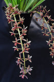 Cymbidium aloifolium var. simulans – Cascading, Fragrant - Orchid Design