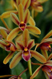 Cymbidium aloifolium – Rare Species - Orchid Design