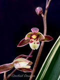 Cymbidium ensifolium 'Four-Season' Variegated – Fragrant