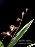 Cymbidium ensifolium 'Four-Season' Variegated – Fragrant