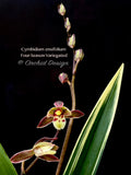 Cymbidium ensifolium 'Four-Season' Variegated – Fragrant