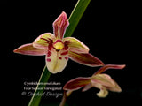 Cymbidium ensifolium 'Four-Season' Variegated – Fragrant
