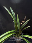 Cymbidium ensifolium 'Four-Season' Variegated – Fragrant