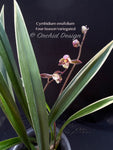Cymbidium ensifolium 'Four-Season' Variegated – Fragrant
