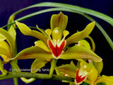 Cymbidium lowianum 'Long Spray' – Rare Species - Orchid Design