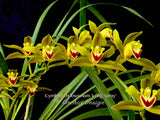 Cymbidium lowianum 'Long Spray' – Rare Species - Orchid Design