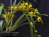 Cymbidium lowianum 'Long Spray' – Rare Species - Orchid Design