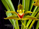 Cymbidium lowianum 'Long Spray' – Rare Species - Orchid Design