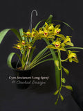 Cymbidium lowianum 'Long Spray' – Rare Species - Orchid Design