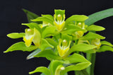 Cymbidium lowianum variety concolor (Species) - Orchid Design