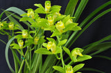 Cymbidium lowianum variety concolor (Species) - Orchid Design