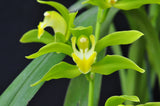 Cymbidium lowianum variety concolor (Species) - Orchid Design