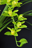 Cymbidium lowianum variety concolor (Species) - Orchid Design