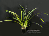 Cymbidium tracyanum – Species – Fragrant - Orchid Design