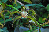 Cymbidium tracyanum – Species – Fragrant - Orchid Design