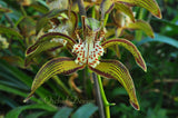 Cymbidium tracyanum – Species – Fragrant - Orchid Design