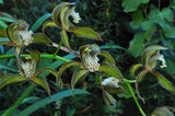 Cymbidium tracyanum – Species – Fragrant - Orchid Design