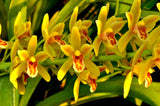 Cymbidium Pee Wee 'Herman' – Fragrant - Orchid Design