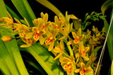 Cymbidium Pee Wee 'Herman' – Fragrant - Orchid Design