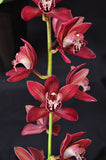 Cymbidium Panalatinga 'SanBar Tapestry' - Orchid Design