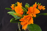 Rhyncattleanthe Young-Min Gold 'Golden Boy' – Vibrant Floriferous! - Orchid Design