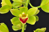 Cascading Cym. Lillian Fujimoto ‘Irish Lass’ S/CSA, AM/AOS - Orchid Design