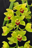 Cascading Cym. Lillian Fujimoto ‘Irish Lass’ S/CSA, AM/AOS - Orchid Design