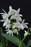 Dendrobium specio-kingianum 'Crystal' – FRAGRANT – In Spikes - Orchid Design