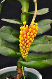 Robiquetia cerina – Yellow - Orchid Design