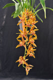 Cymbidium Pennyworth - Orchid Design