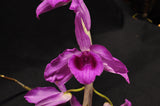 Dendrobium anosmum – Very Fragrant! - Orchid Design