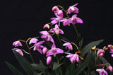 Dendronium kingianum 'Streaker' – Fragrant - Orchid Design