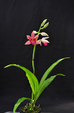 Phaius Lady Ramona Harris AM/AOS - Orchid Design